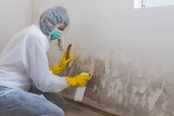Best Black Mold Removal  in Medfd, OR