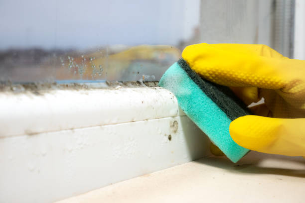 Best Professional Mold Removal  in Medfd, OR