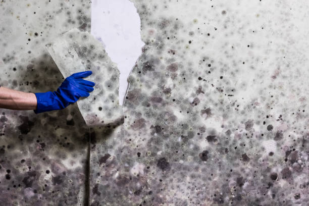 Best Crawl Space Mold Removal  in Medfd, OR