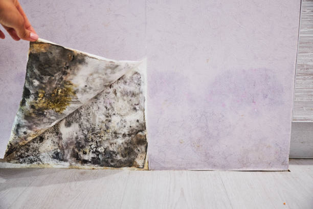 Best Mold Damage Repair  in Medfd, OR